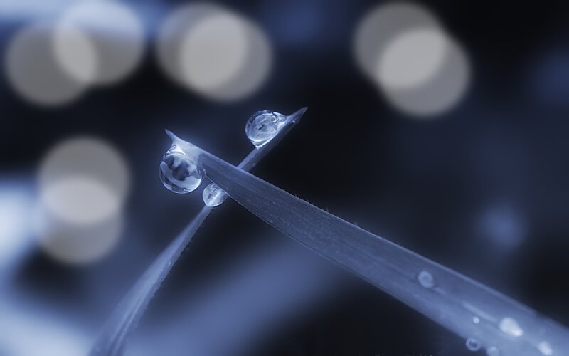 Grass Blade with Water Droplets — Blue