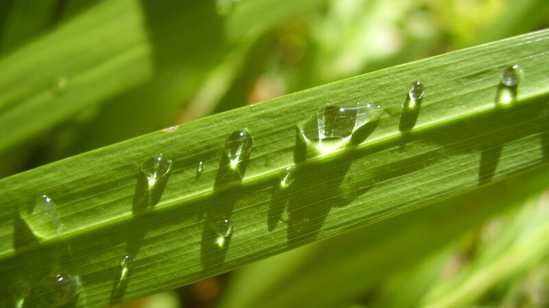 Grass Blade with Water Droplets — Green, Serene, Morning, Photograph