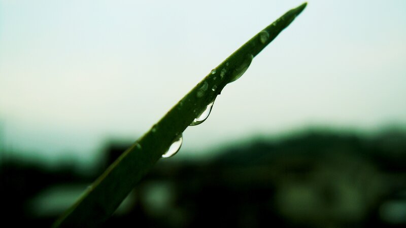 Grass Blade with Water Droplets — Green, Serene
