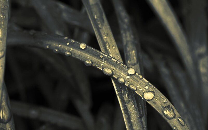 Grass Blade with Water Droplets — Green