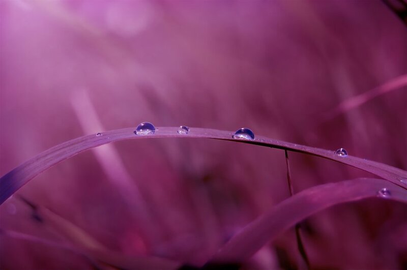 Grass Blade with Water Droplets