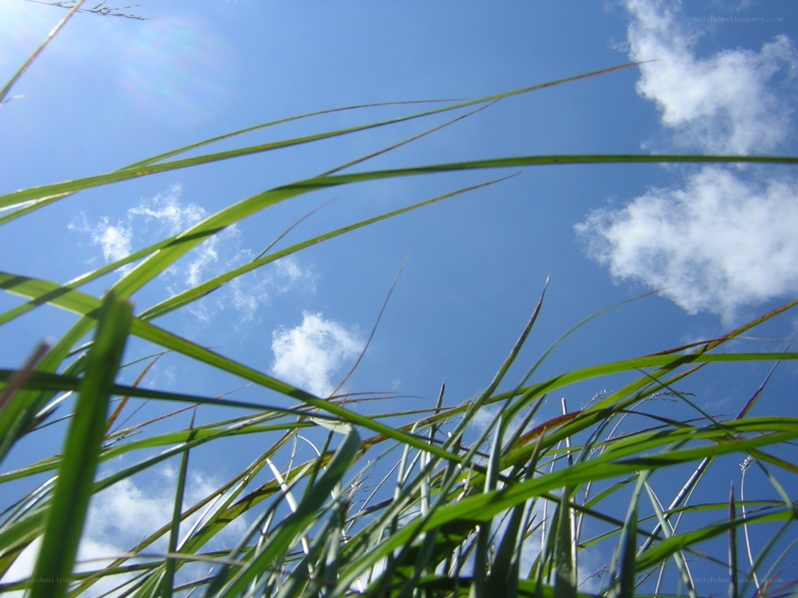 Grass blades against blue sky