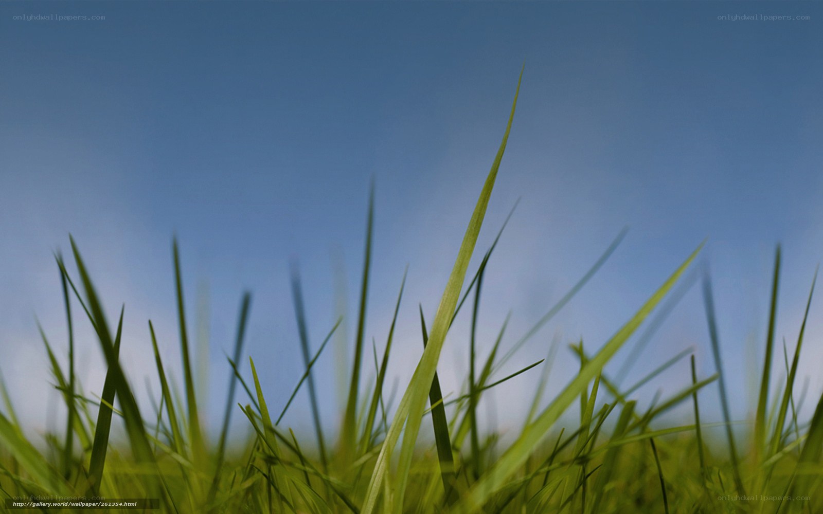 Grass blades against blue sky