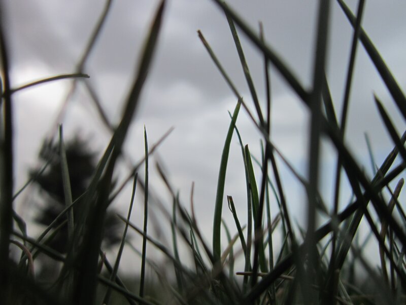 Grass blades against cloudy sky