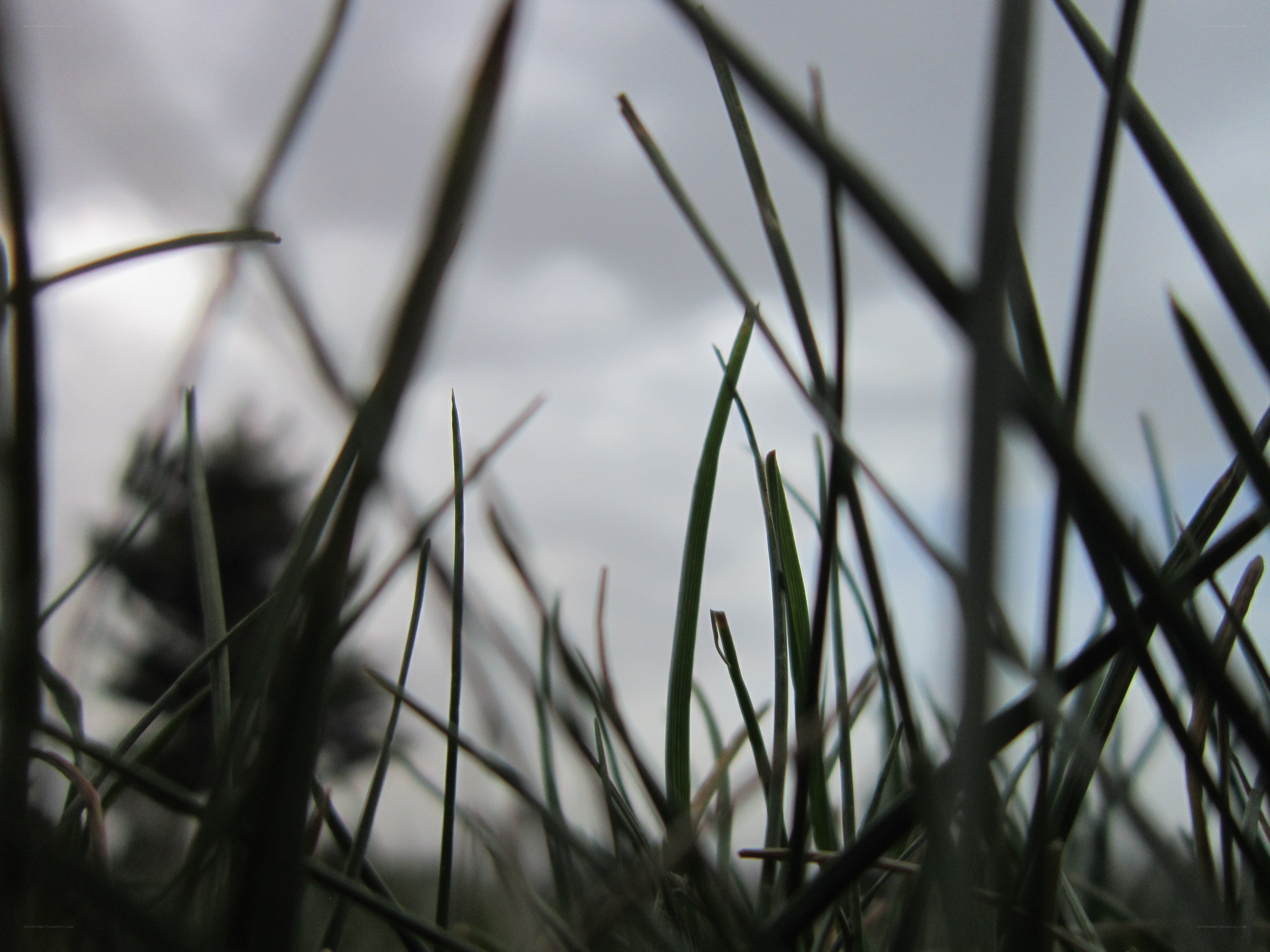 Grass blades against cloudy sky