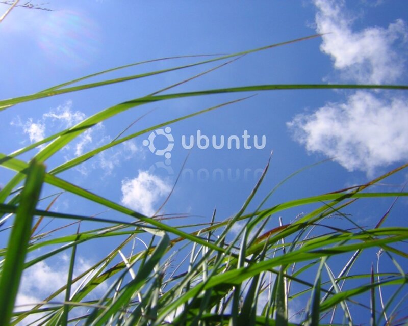 Grass Blades Against Sky — Blue