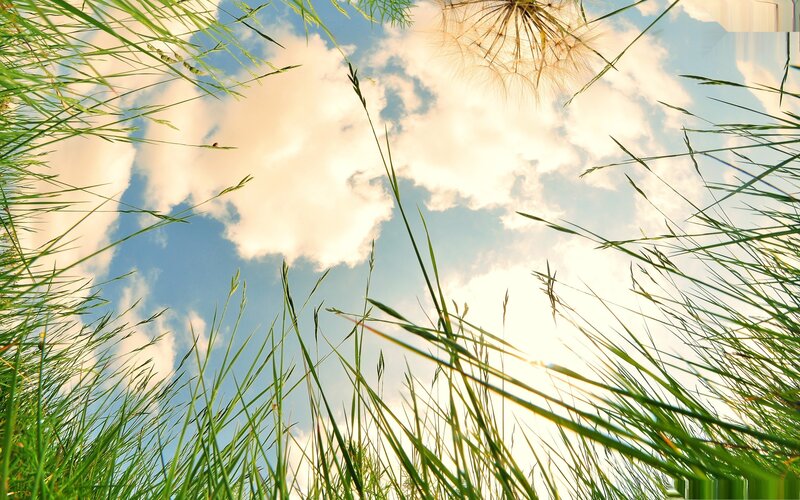 Grass Blades Against Sky