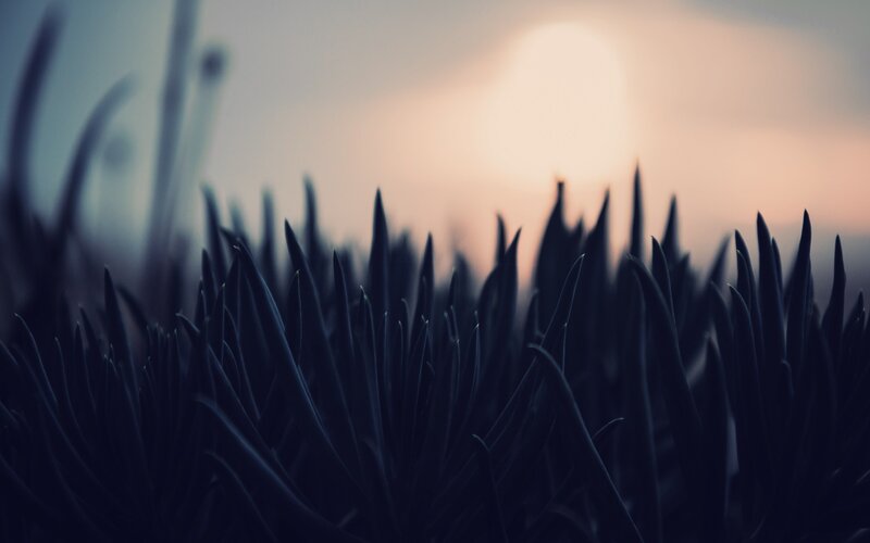 Grass Blades at Sunset — Blue