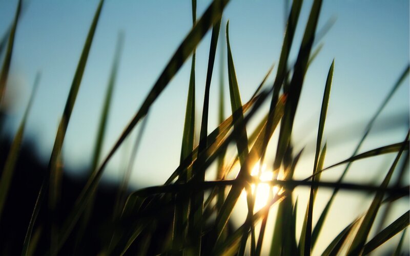 Grass Blades at Sunset — Green, Serene, Photograph, Sun