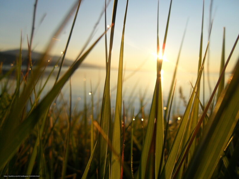 Grass Blades at Sunset — Green, Serene, Photograph, Sun, Water, Mountain
