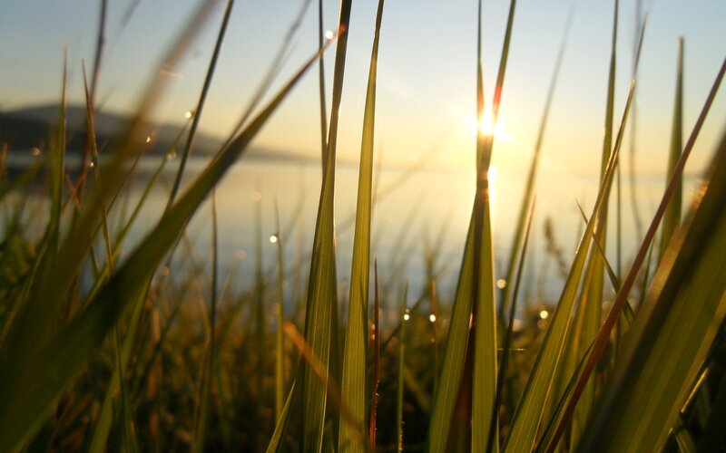 Grass Blades at Sunset — Green, Serene, Photograph