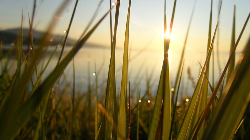 Grass Blades at Sunset — Green