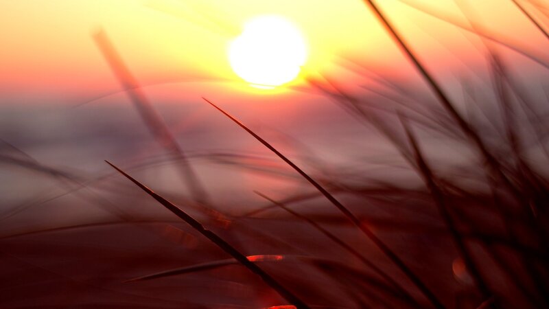 Grass Blades at Sunset — Orange