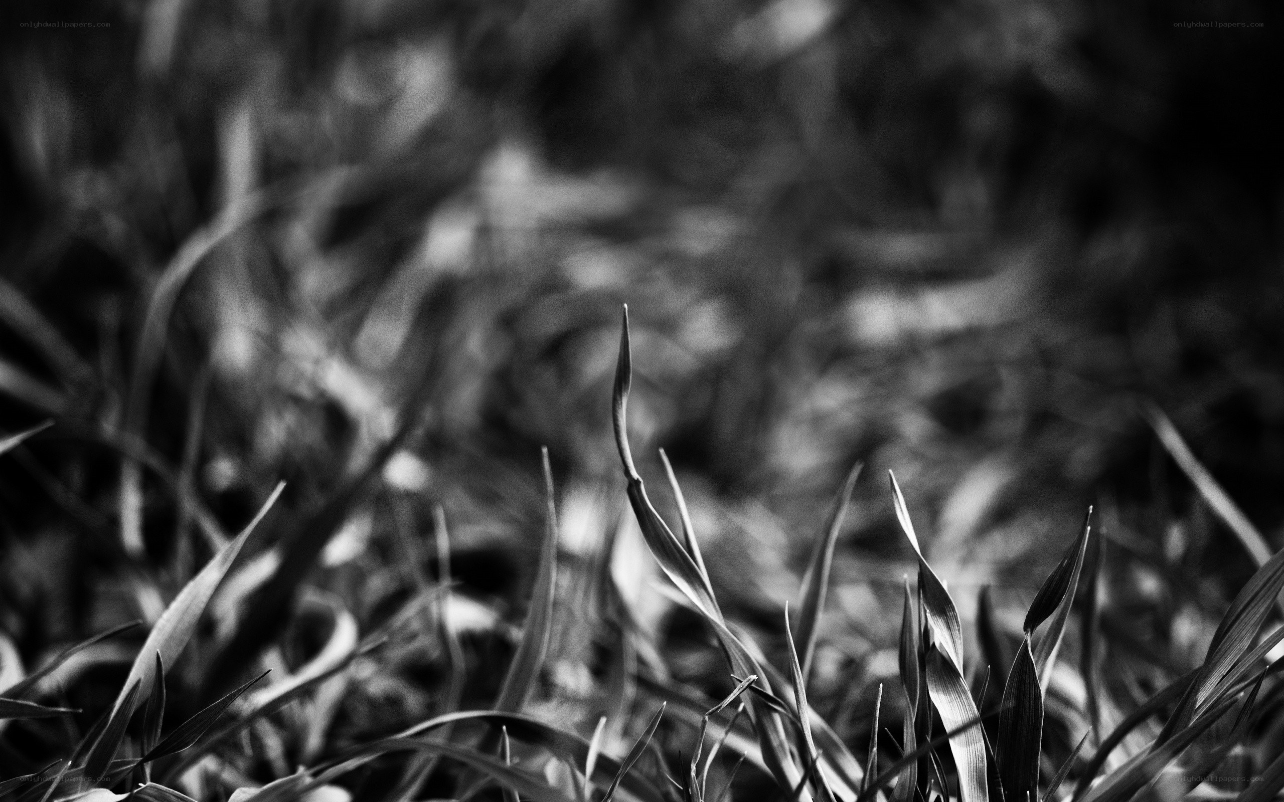 Grass blades in black and white