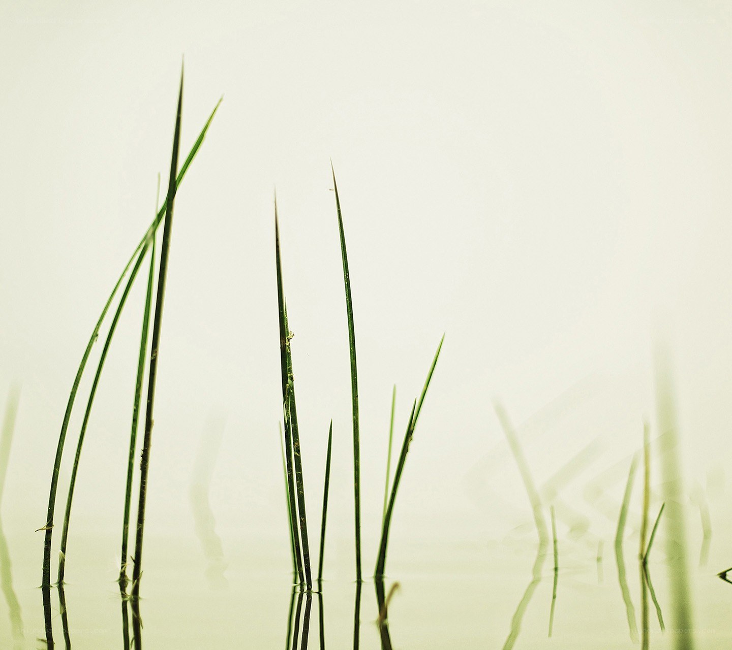 Grass blades in calm water