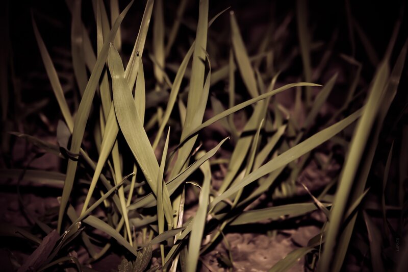 Grass blades in dim light