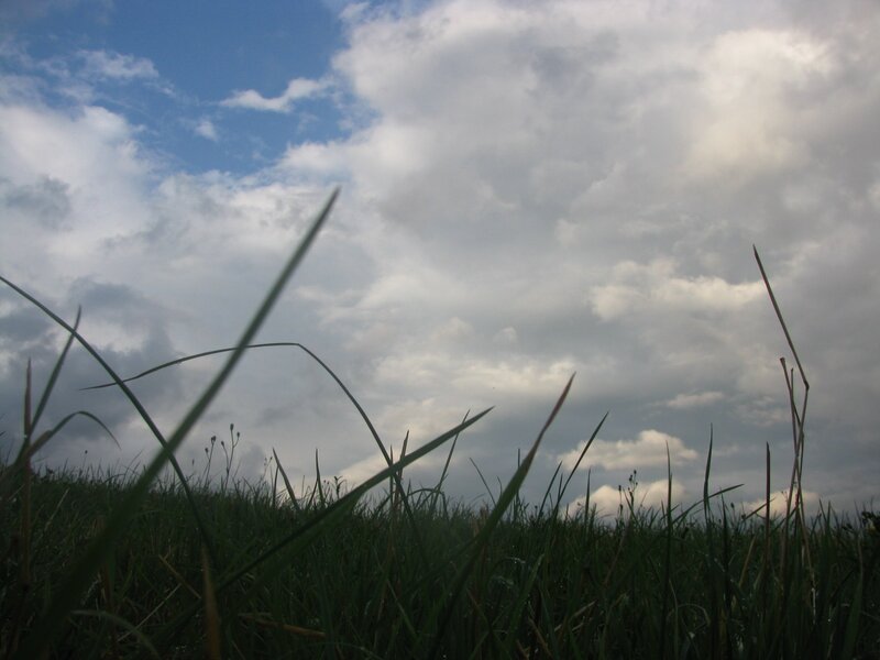 Grass Blades in Field