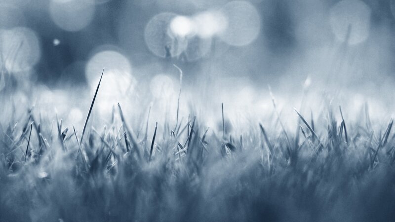 Grass Blades in Focus — Blue