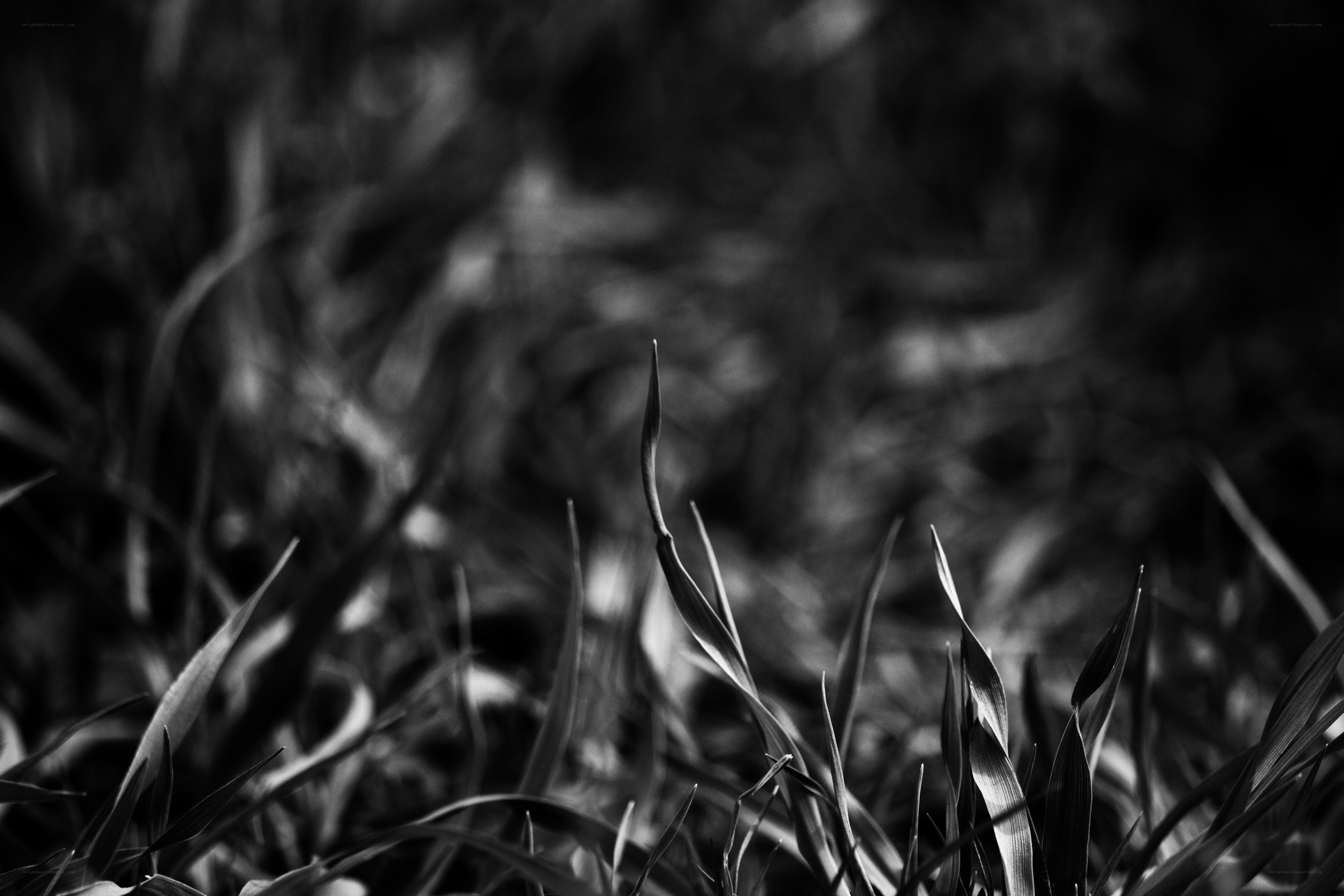 Grass blades in monochrome