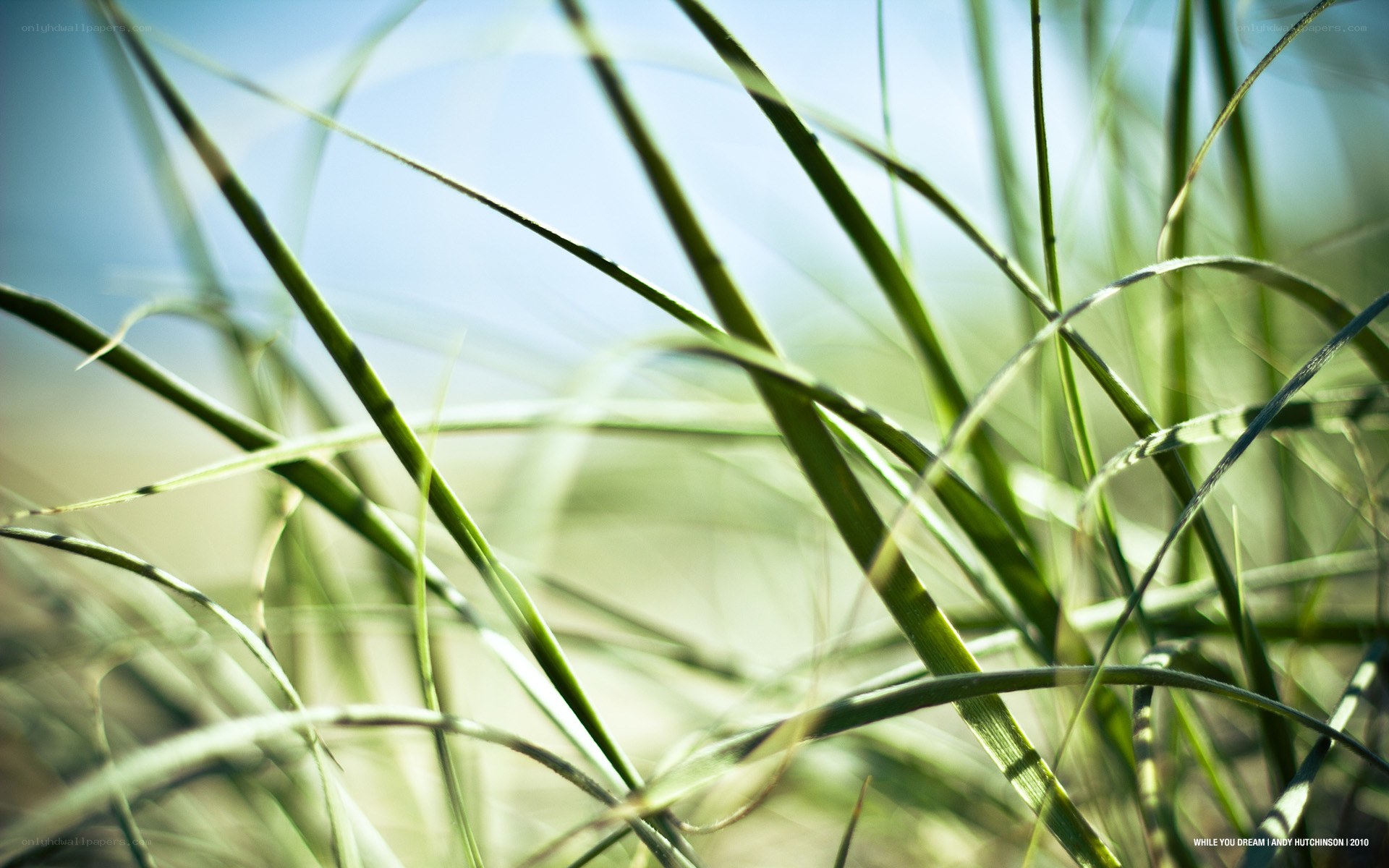 Grass blades in sunlight