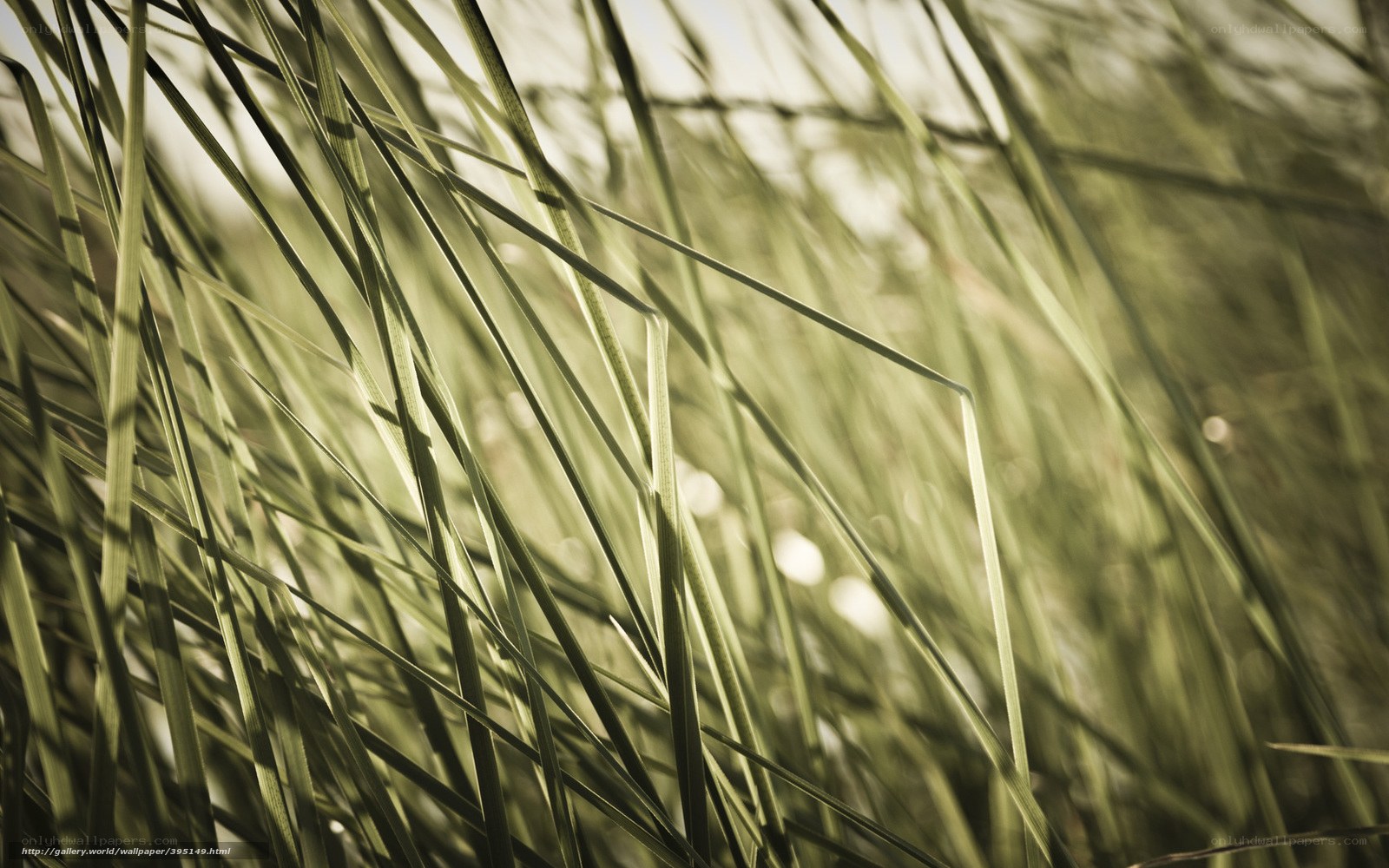 Grass blades in sunlight