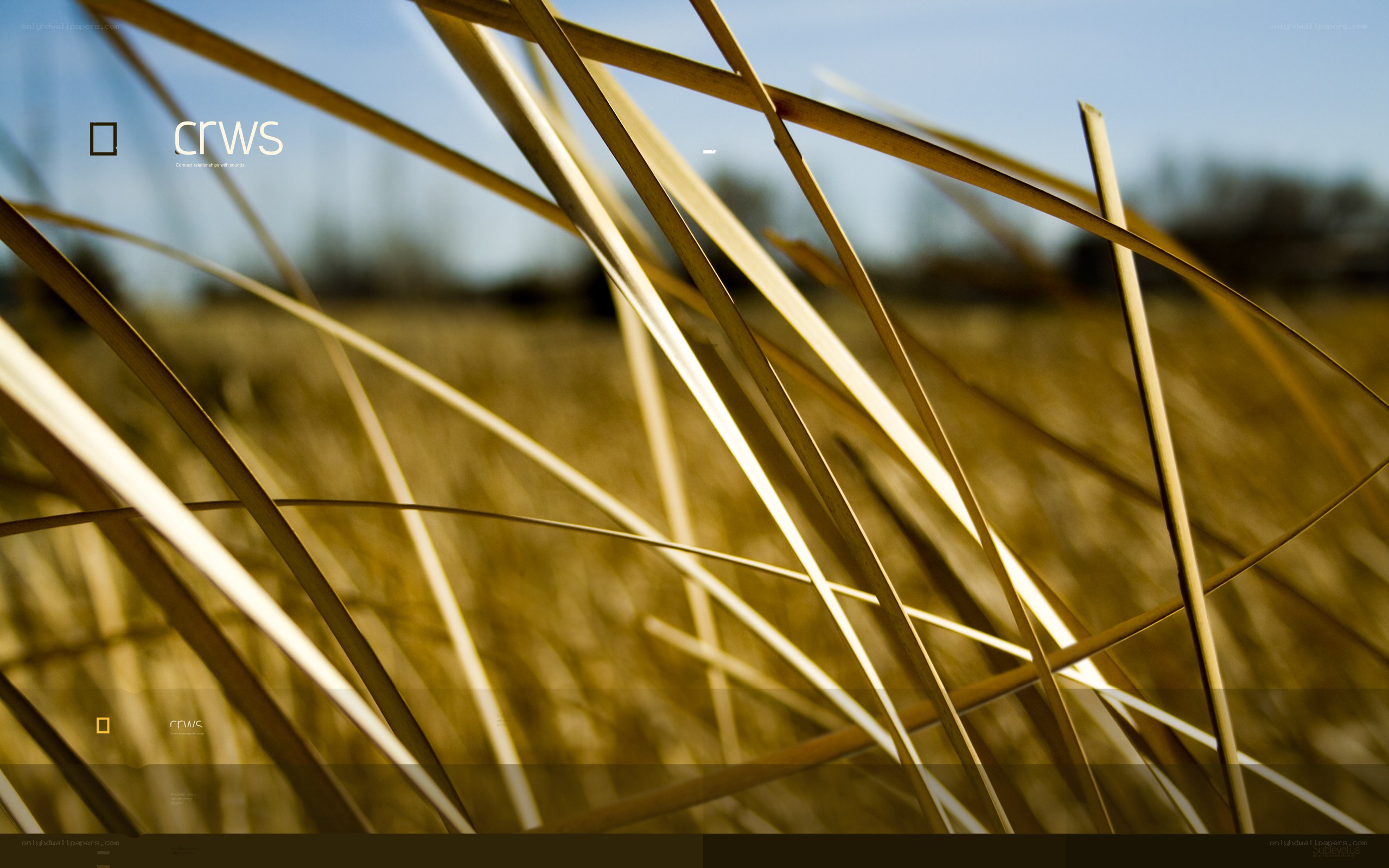 Grass blades in sunlight