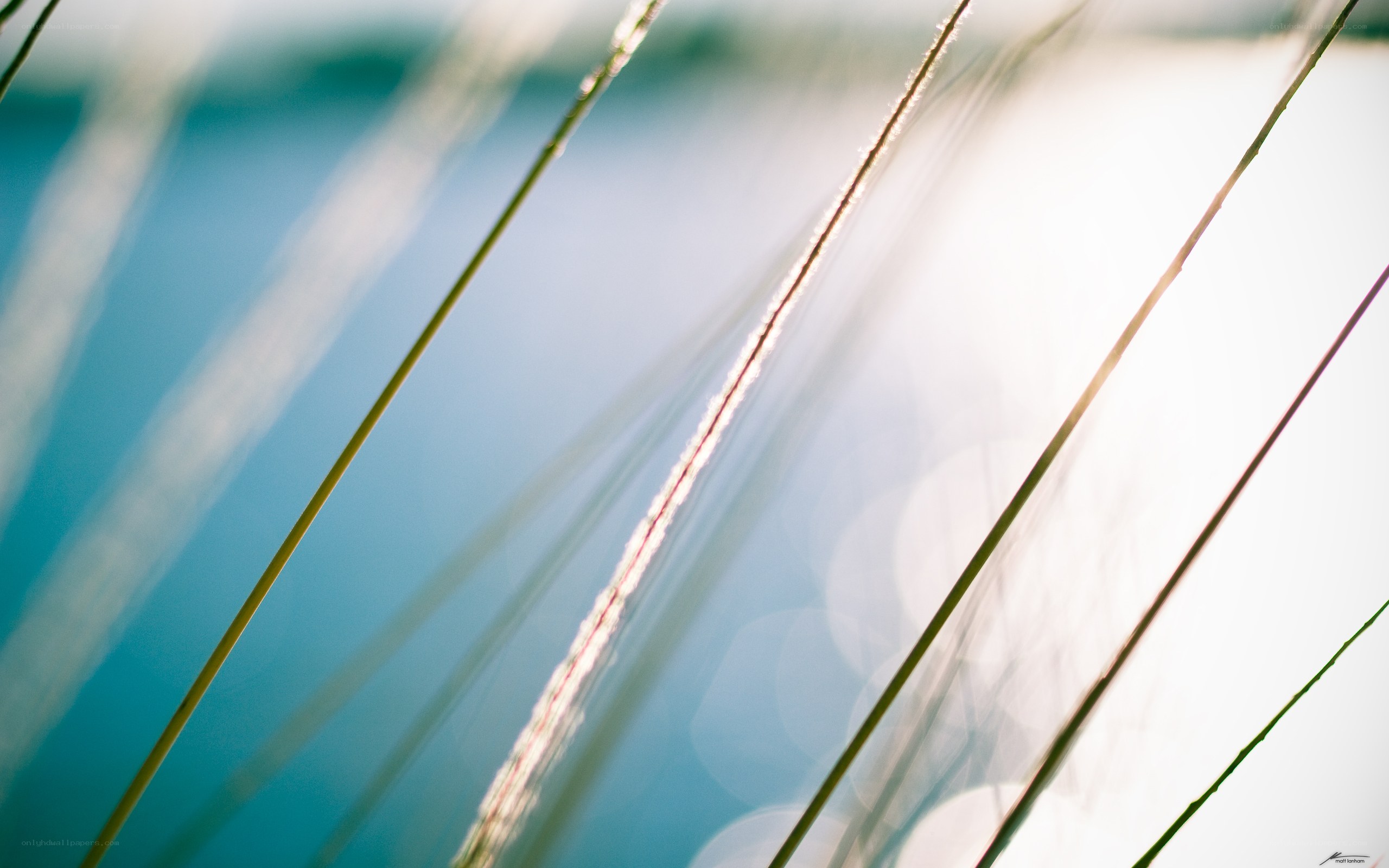 Grass blades in sunlight