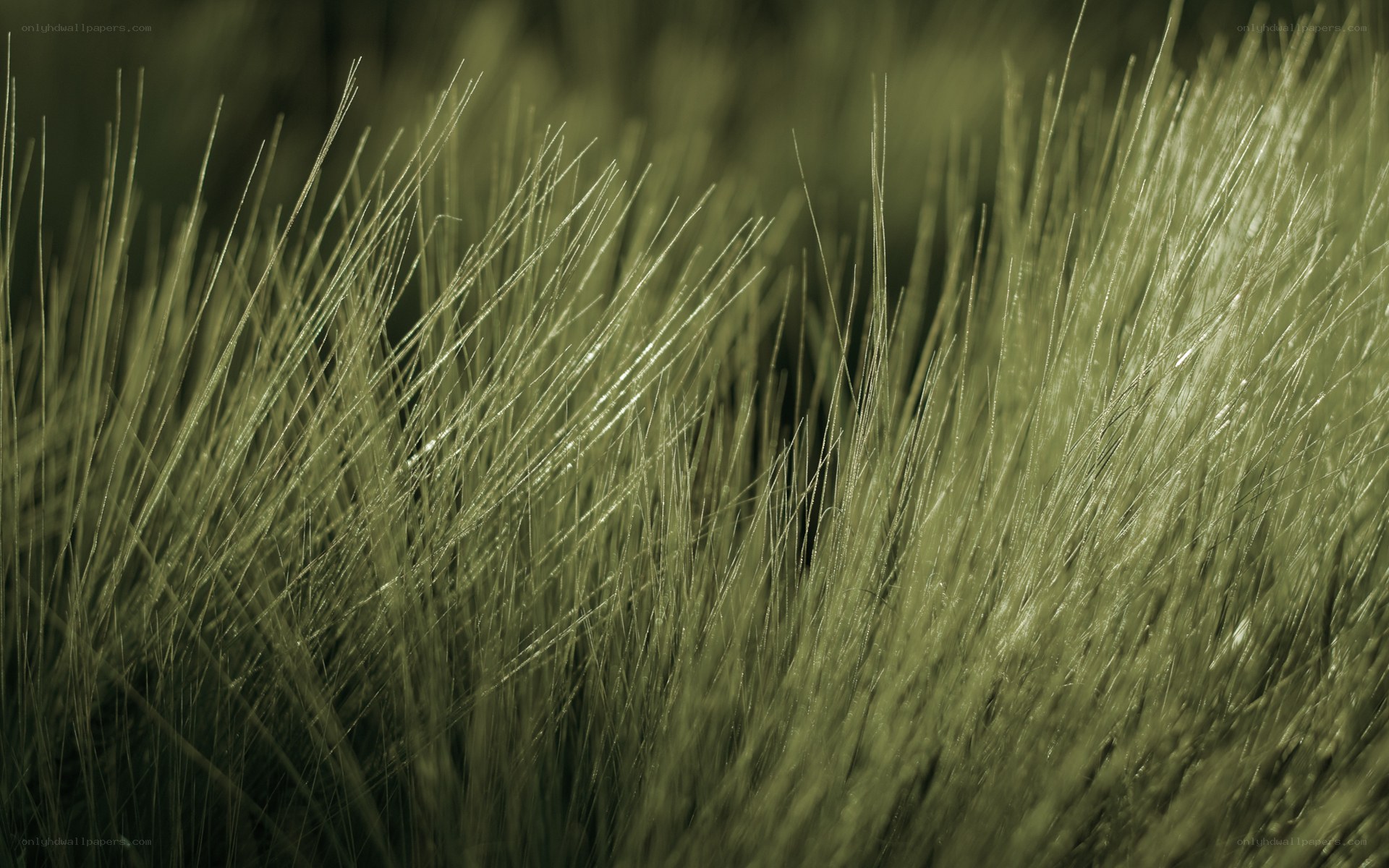Grass blades in sunlight