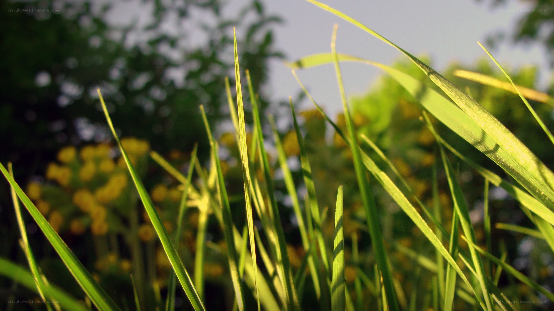 Grass blades in sunlight