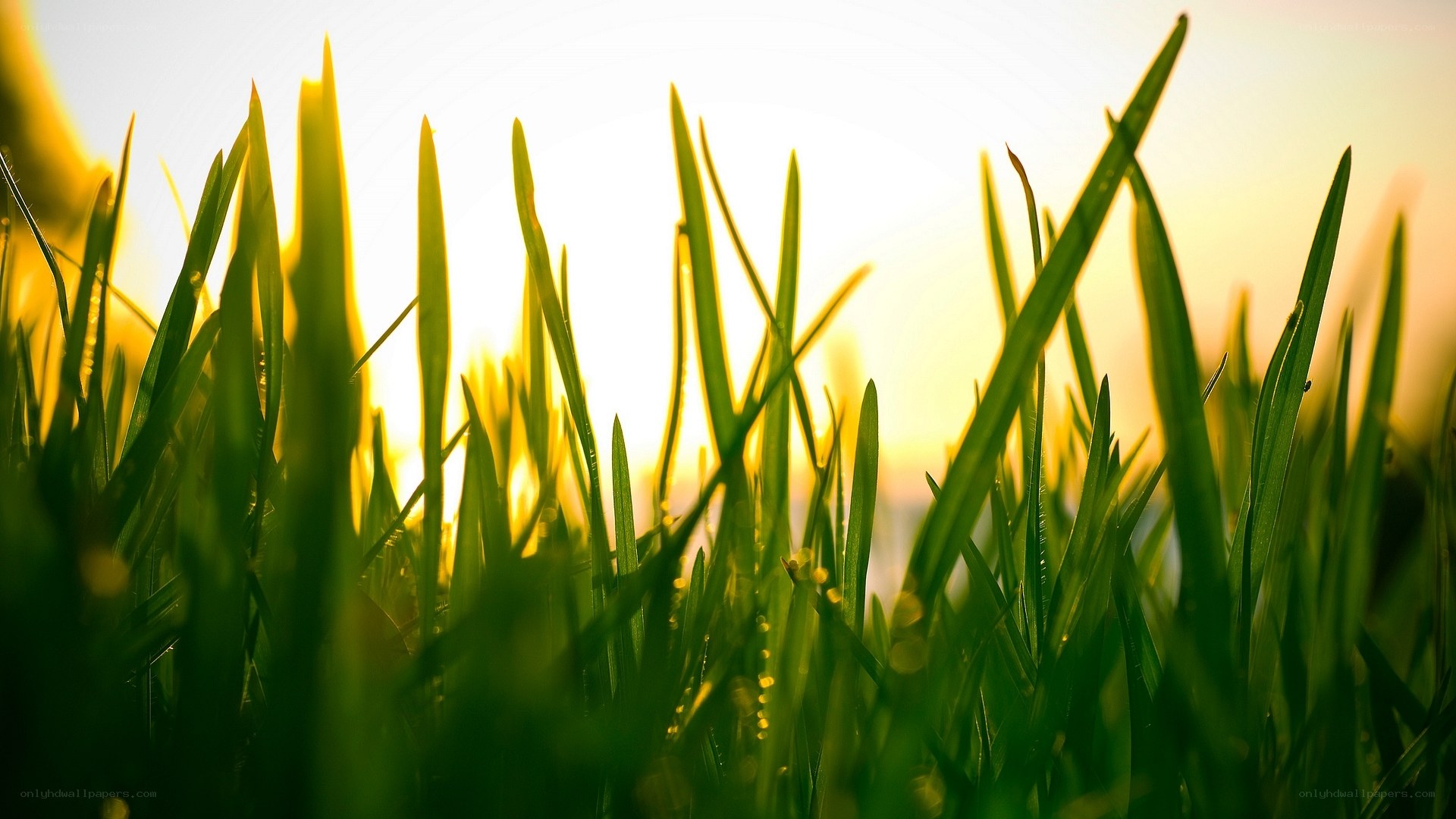 Grass blades in sunlight