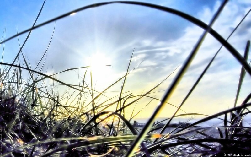 Grass Blades in Sunlight — Blue, Dramatic