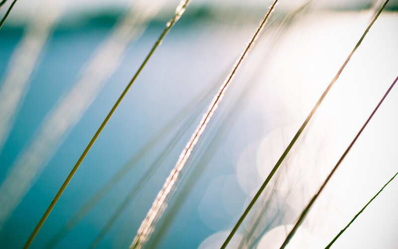 Grass Blades in Sunlight — Blue