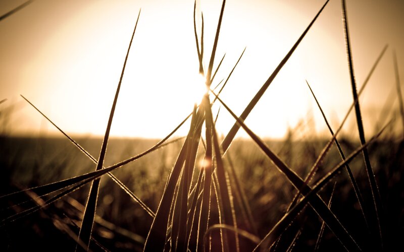 Grass Blades in Sunlight — Brown
