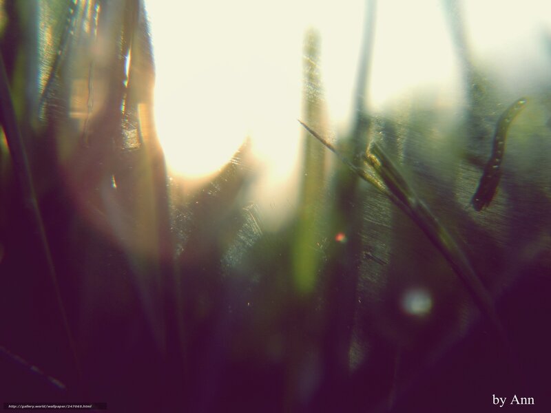 Grass Blades in Sunlight — Green, Dramatic