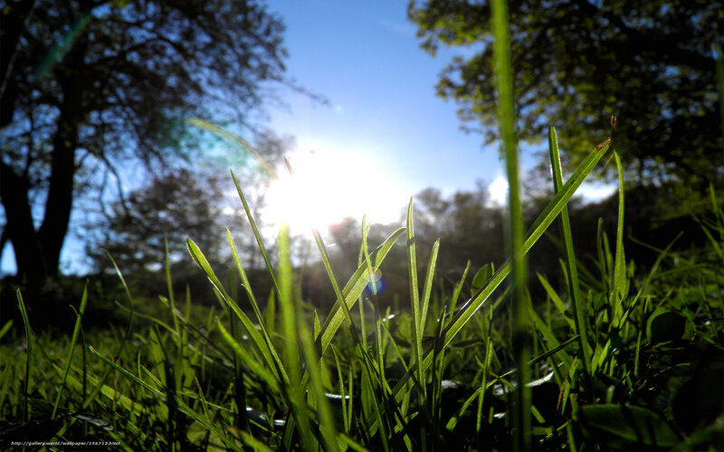 Grass Blades in Sunlight — Green, Serene, Afternoon, Photograph
