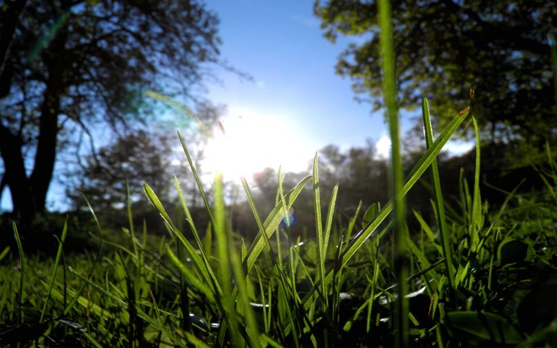 Grass Blades in Sunlight — Green, Serene, Afternoon