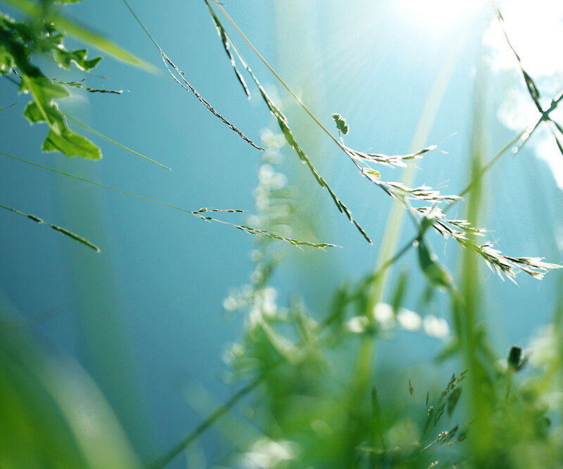 Grass Blades in Sunlight — Green, Serene, Morning, Photograph, Sky