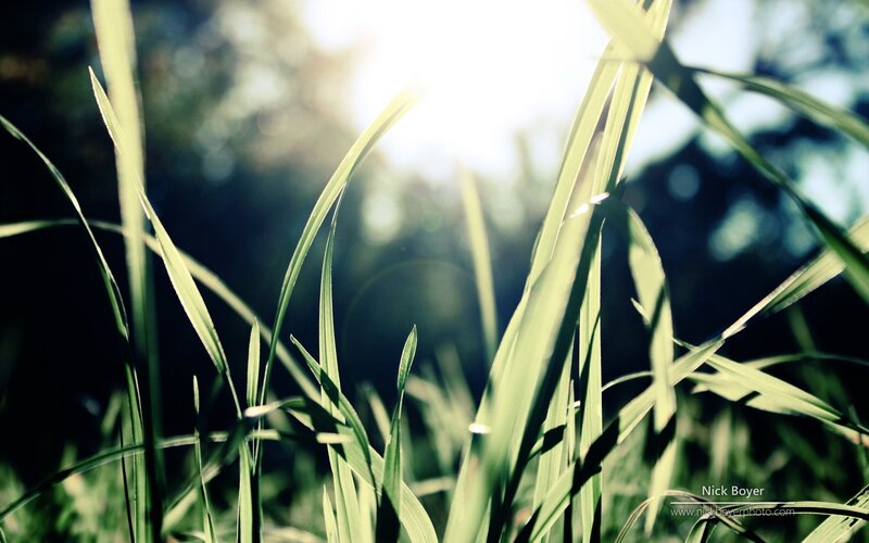 Grass Blades in Sunlight — Green, Serene, Morning, Photograph, Sky, Trees