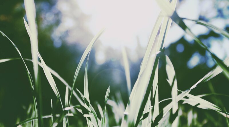 Grass Blades in Sunlight — Green, Serene, Morning, Photograph