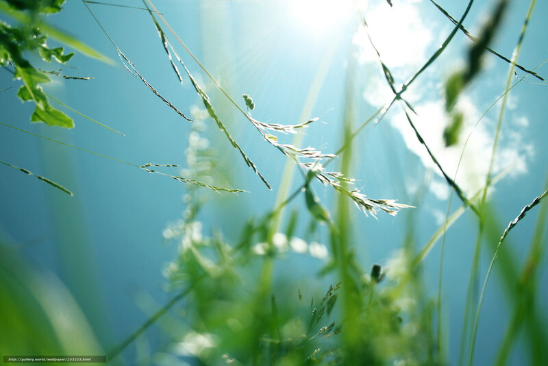 Grass Blades in Sunlight — Green, Serene, Morning