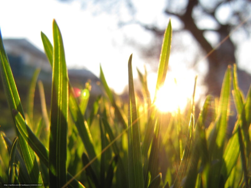 Grass Blades in Sunlight — Green, Serene, Sunset, Photograph