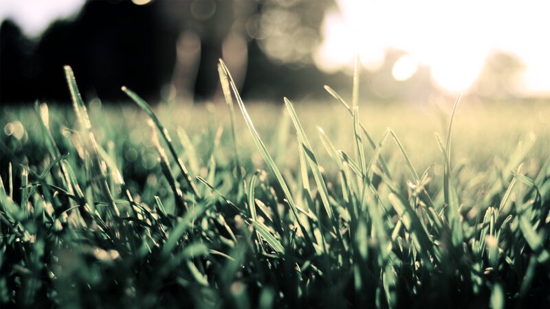 Grass Blades in Sunlight — Green, Serene, Sunset