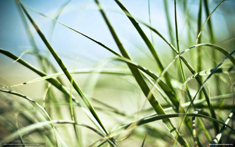 Grass blades in sunlight