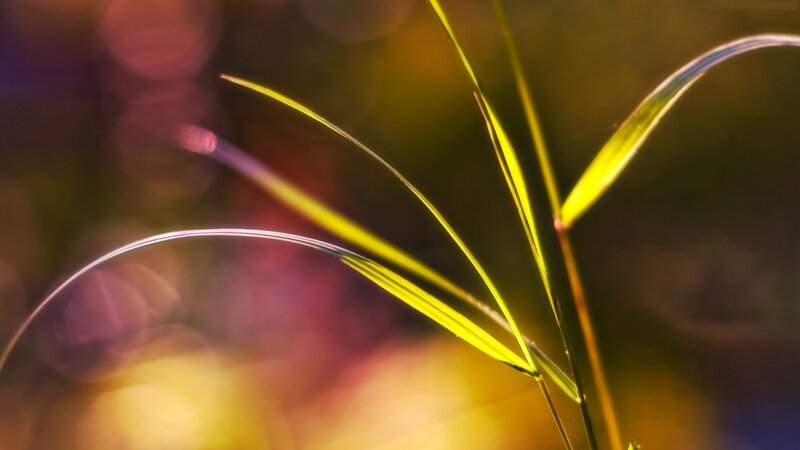 Grass Blades in Sunlight — Yellow, Serene, Sunset, Photograph