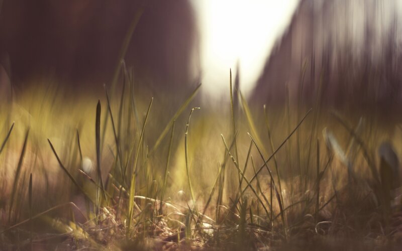 Grass Blades in Sunlight — Yellow, Serene, Sunset