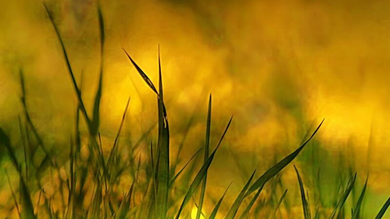 Grass Blades in Sunlight — Yellow