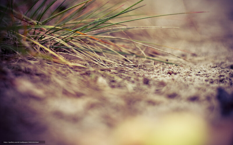 Grass Blades on Sand