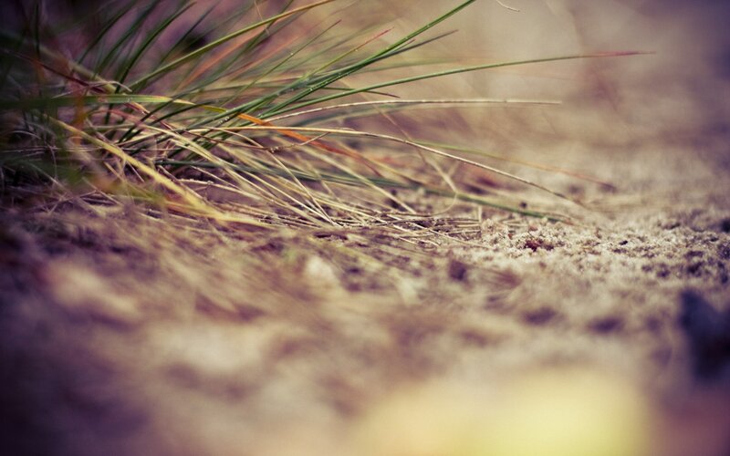 Grass blades on sandy ground
