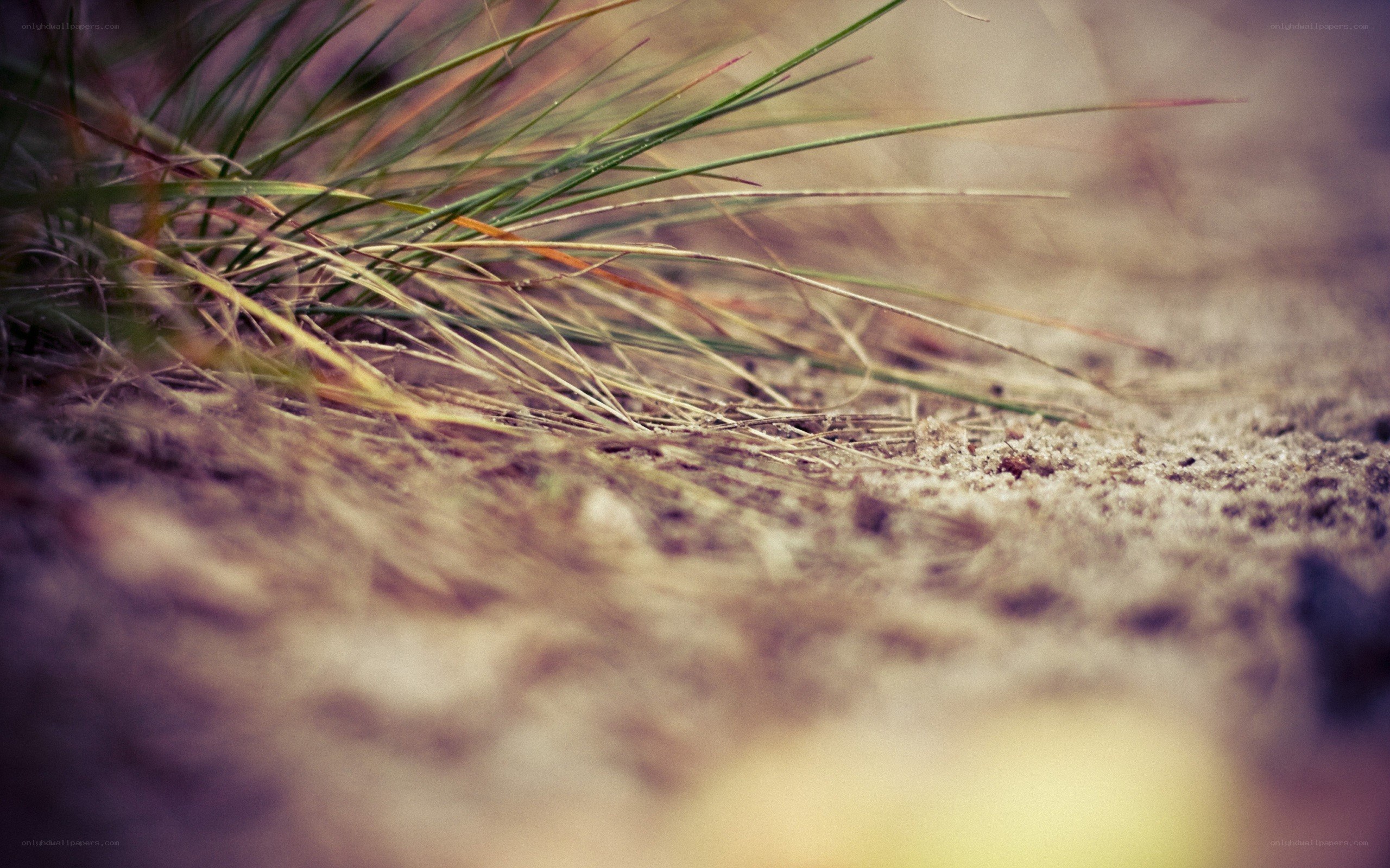 Grass blades on sandy ground