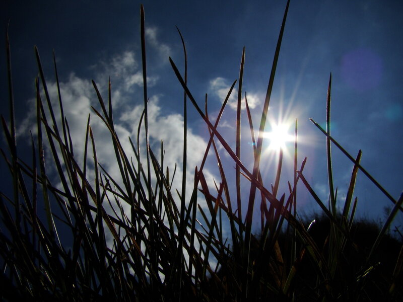 Grass Blades Silhouetted